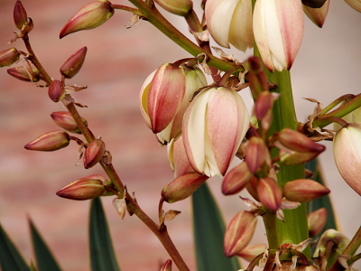 [First flower petals have matured but are still mostly closed so the outer parts still have a purplish cast.]